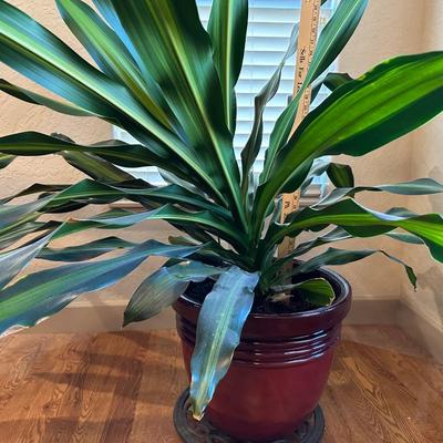 HUGE LIVE HEALTHY DRACAENA PLANT IN POT ON STAND W/CASTERS