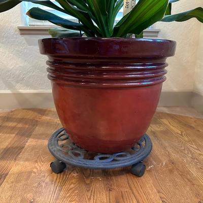 HUGE LIVE HEALTHY DRACAENA PLANT IN POT ON STAND W/CASTERS
