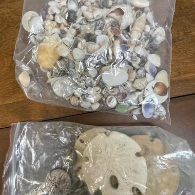 Seashell Lot