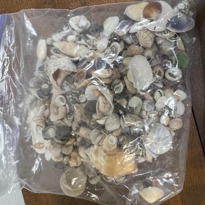 Seashell Lot