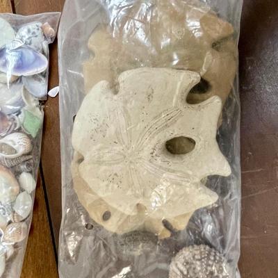 Seashell Lot