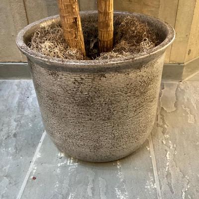 FA613 Large LIVE Cornplant in Glazed Pot
