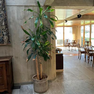FA613 Large LIVE Cornplant in Glazed Pot