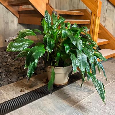 FA615 Large LIVE Peace Lily Plant