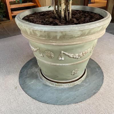 FA619 Very Large 9' Live Ficus Tree in 42" diameter Flower Pot