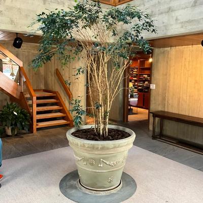 FA619 Very Large 9' Live Ficus Tree in 42" diameter Flower Pot