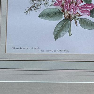MB643 Rhododendrons Framed Artwork with Artists Signed Book Marianna Kneller