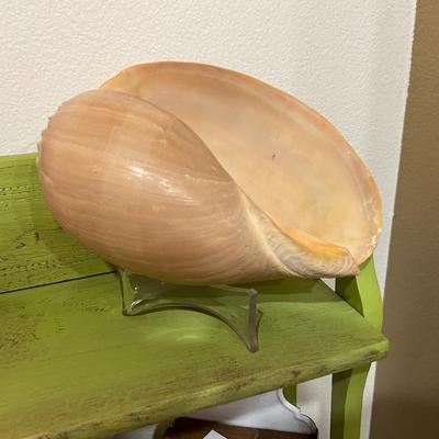 Large Shell with Stand