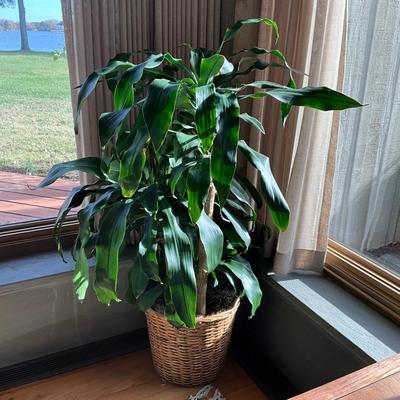 LR704 LIVE Corn plant with Pot