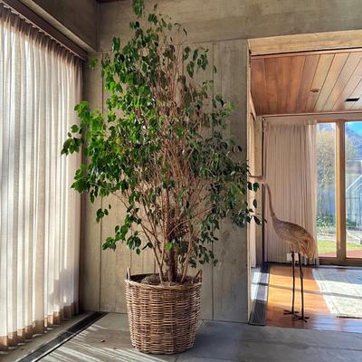 LR714 Live 8' FICUS Tree