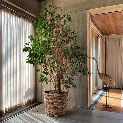 LR714 Live 8' FICUS Tree