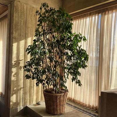 LR715 Live 7' Ficus Tree