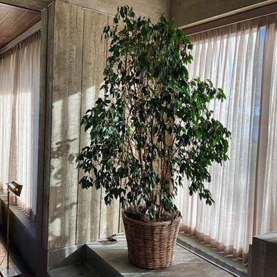 LR715 Live 7' Ficus Tree