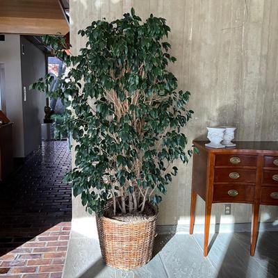 LR718 Large 6' Live Ficus Tree