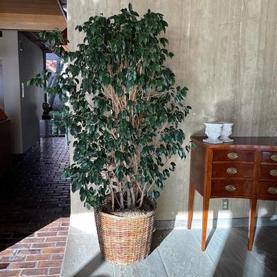 LR718 Large 6' Live Ficus Tree