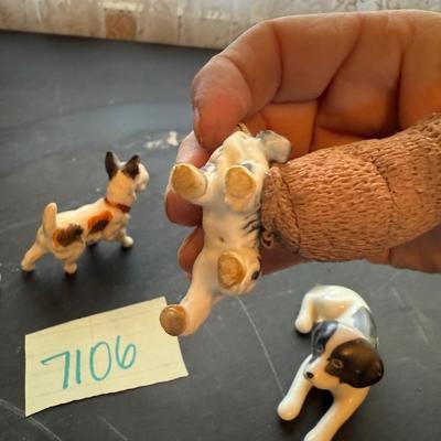 Tiny puppies
