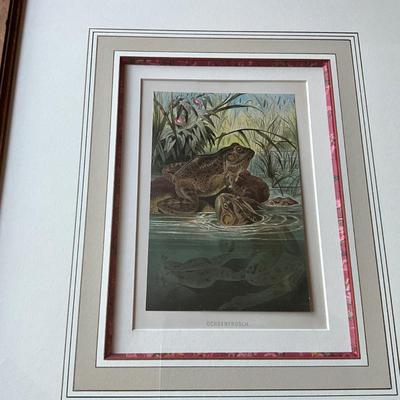 UA773 Antique Prang Amphibian Chromolithograph Bullfrog OCHSENFROSCH