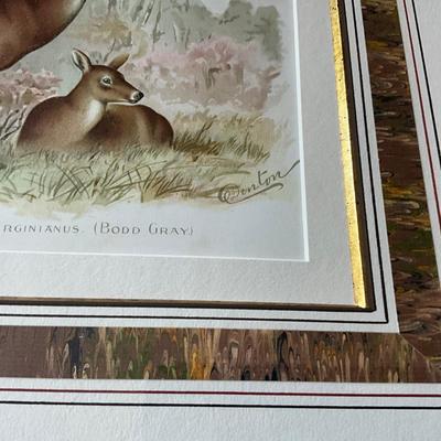 UA774 Antique Engraving "The Virginia Deer"