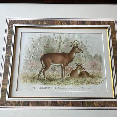 UA774 Antique Engraving "The Virginia Deer"