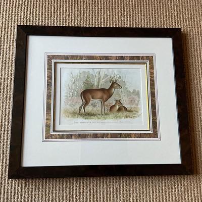 UA774 Antique Engraving "The Virginia Deer"