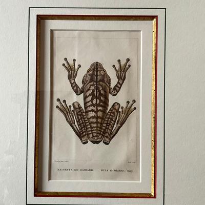 UA775 Pair of Antique Handcolored Amphibian Engravings