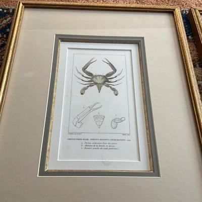 UB796 Set of Three Vintage Framed Shell, Crustacean Lithographs