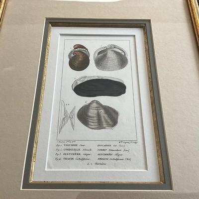UB796 Set of Three Vintage Framed Shell, Crustacean Lithographs