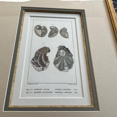 UB796 Set of Three Vintage Framed Shell, Crustacean Lithographs