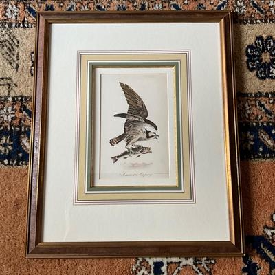 UC810 Framed American Osprey Colored Lithograph by New England Litho