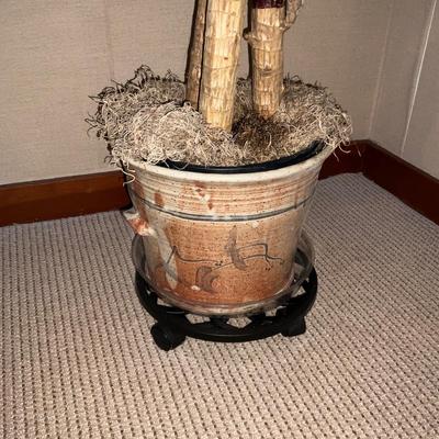 H830 Live Corn Plant in Glazed Pottery Pot