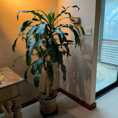 H830 Live Corn Plant in Glazed Pottery Pot