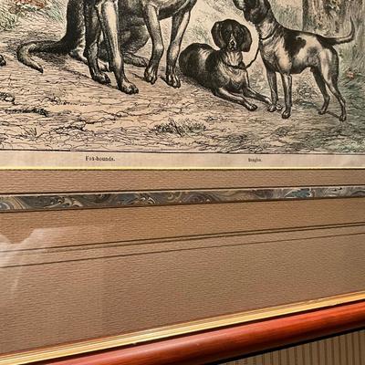 GH932 Antique Colored Engraving Fox Hounds & Beagles