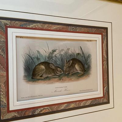 GH935 Framed J.James Audubon "Marsh Hare" Colored Lithograph No4 Plate XVIII