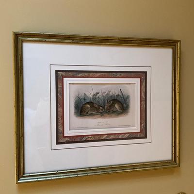 GH935 Framed J.James Audubon "Marsh Hare" Colored Lithograph No4 Plate XVIII