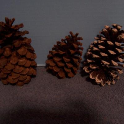 LOT 12 PINE CONES