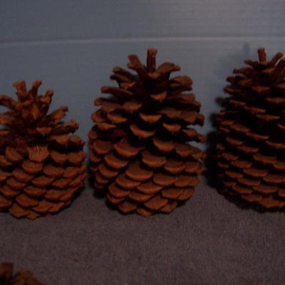LOT 12 PINE CONES