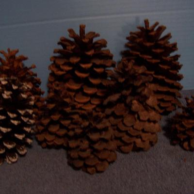 LOT 12 PINE CONES
