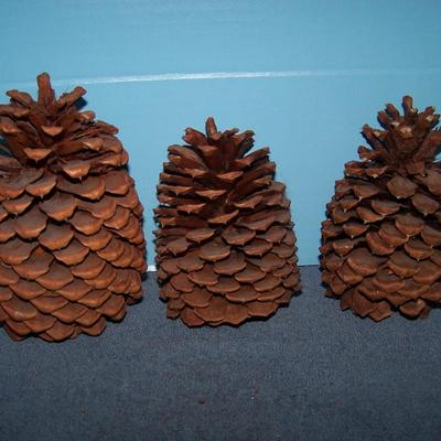 LOT 13 MORE PINE CONES