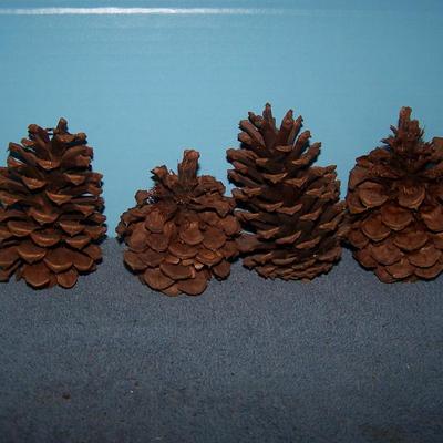 LOT 13 MORE PINE CONES