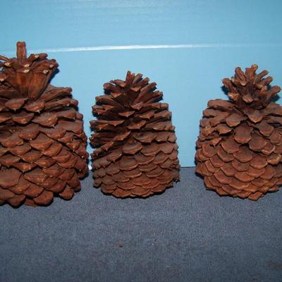 LOT 13 MORE PINE CONES