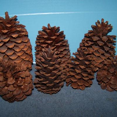 LOT 13 MORE PINE CONES