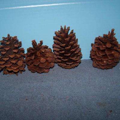 LOT 13 MORE PINE CONES