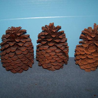 LOT 14 SOME MORE PINECONES