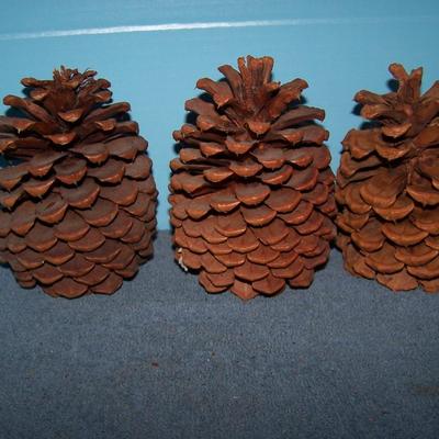 LOT 14 SOME MORE PINECONES
