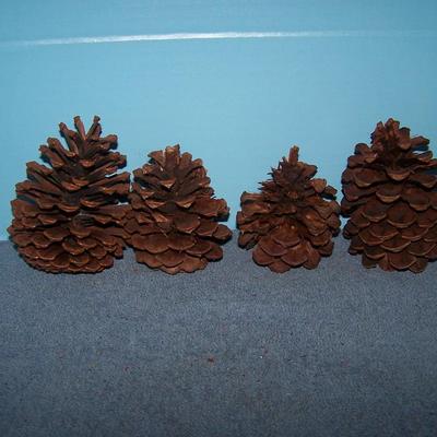 LOT 14 SOME MORE PINECONES