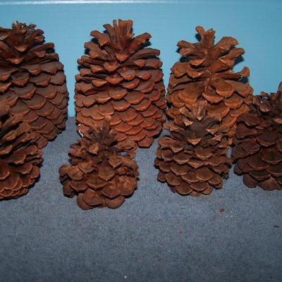 LOT 14 SOME MORE PINECONES