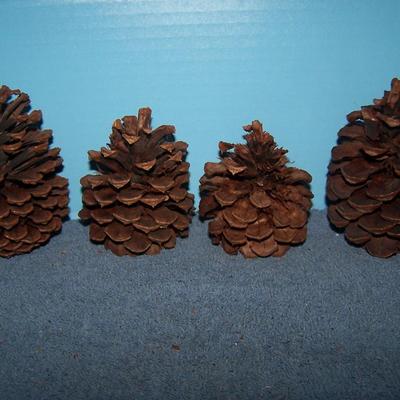 LOT 14 SOME MORE PINECONES