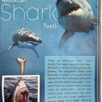 Moroccan Shark Tooth fossil