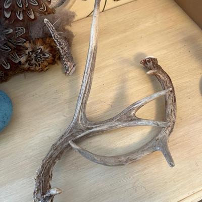 Feather centerpiece, vases, antlers