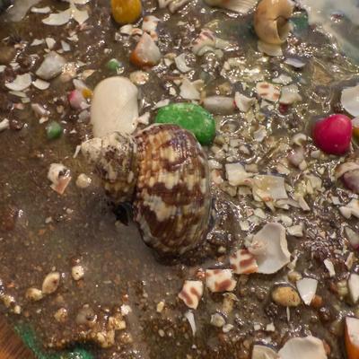 LOT 172D: Epoxy Resin & Shell Artwork on Circular Canvas